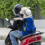 Sac à dos de transport pour animaux de compagnie — en situation