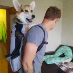 Sac à dos de transport pour animaux de compagnie — en situation