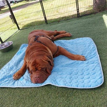 tapis rafraichissant chien detail 02
