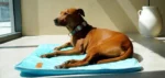 Tapis rafraîchissant pour chien - vue 06 Tapis rafraîchissant pour chien, vue produit 06