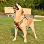 Harnais tactique pour chien — en situation Harnais tactique pour chien — en situation