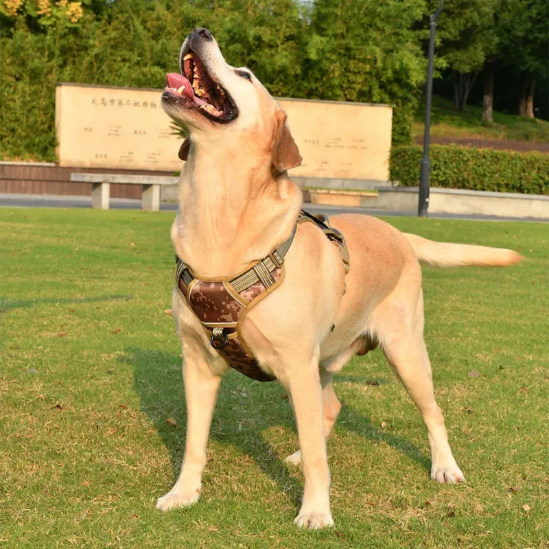 Harnais tactique pour chien — en situation