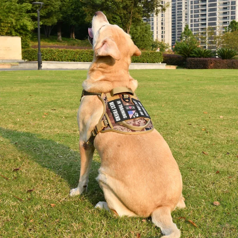 Harnais tactique pour chien — en situation